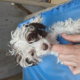 4 month old parti toy poodle in Lawton, Oklahoma