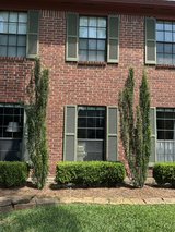 Two tall Youpon Hollys.. in Kingwood, Texas