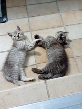 Britisch Longhaiir and Britisch Shorthair KITTEN ! in Ramstein, Germany