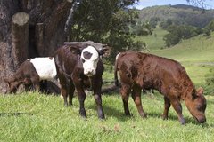 Hereford calves in Fort Polk, Louisiana