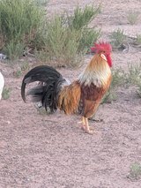 Eooster in Alamogordo, New Mexico