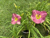 Fancy Day Lily in Kingwood, Texas