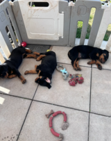 Male and Female Rottweiler Puppies Available in Ramstein, Germany