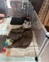 Pedigree British Shorthair Kittens in Ramstein, Germany