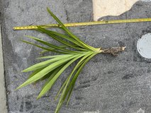 Pandan leaf plants in Okinawa, Japan