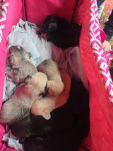 Puppies for Sale!!! in Fort Polk, Louisiana