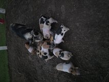 Kune-kune/hamp piglets in Fort Polk, Louisiana