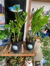 welcome plant in Okinawa, Japan