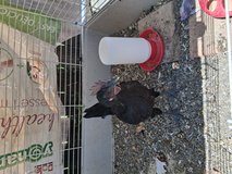 4 month old Chickin in Fairfield, California