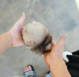 Small size Pomeranian puppy in 29 Palms, California