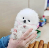 White teacup Pomeranian puppy in 29 Palms, California