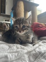 Sweet Kittens for Adoption – 3 Females & 2 Male in Ramstein, Germany