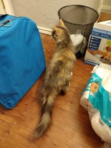 Free to good home in Lawton, Oklahoma
