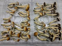 Golden teacher shrooms oz 210 in Tunbridge Wells, UK