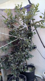 citrus  trees in Okinawa, Japan
