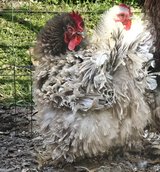 Frizzle Giant Cochin in Fort Polk, Louisiana