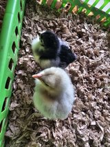 2 Giant cochin chicks in Fort Polk, Louisiana