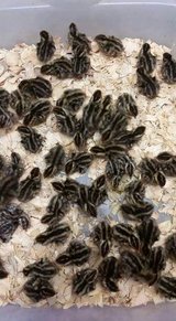 Jumbo pharoah quail chicks in Fort Polk, Louisiana