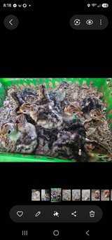 5 turkey poults in Fort Polk, Louisiana