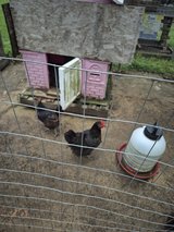 laying hens and rooster in Fort Polk, Louisiana