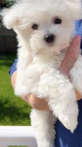 ?? Free to a Good Home – Loving Family Wanted ?? in New Lenox, Illinois