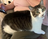 Companion Cat in Byron, Georgia