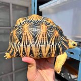 Captive bred tortoises available with CITES in Ansbach, Germany