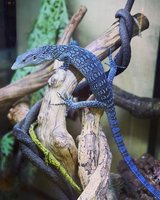 CB-2026 tree monitors with CITES in Ansbach, Germany