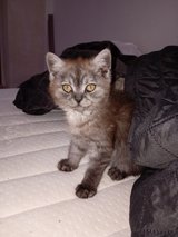 Britisch Longhaiir and Britisch Shorthair KITTEN ! in Ramstein, Germany