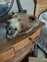 BEAR HEAD MOUNT in Alamogordo, New Mexico