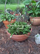 Plants and Pots for Sale in Kingwood, Texas