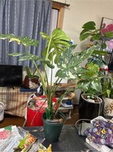 Thai constelation , 7 leaf in Okinawa, Japan