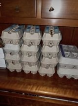 Eggs for sale in Goldsboro, North Carolina