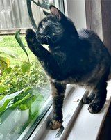neutered, Spayed, Chipped, Rabies Shot in Kingwood, Texas