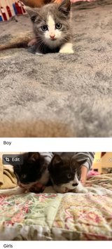 Barn kittens in Fort Leonard Wood, Missouri