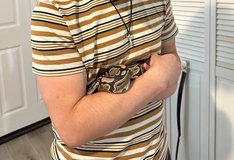 Ball Python + Full Setup in Camp Lejeune, North Carolina