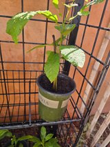**PECAN TREE YOUNG** in Alamogordo, New Mexico