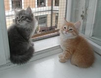 Siberian Kittens for adoption/ in Baumholder, GE