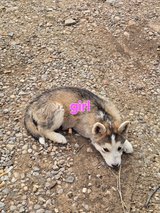 German Shepherd mix puppies in Alamogordo, New Mexico
