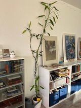 Bamboo Tree in Stuttgart, GE
