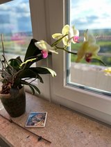 Yellow Orchid in Stuttgart, GE