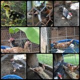 muscovy ducks in Fort Polk, Louisiana
