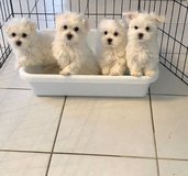 Loving maltese puppy Ready for Adoption in New Lenox, Illinois