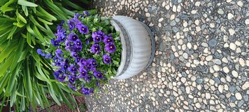 2 concrete planters in Vacaville, California