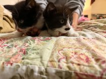 Kitten in Fort Leonard Wood, Missouri
