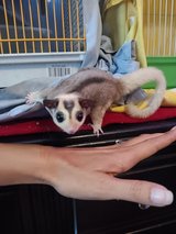 Sugar Gliders in Fort Campbell, Kentucky