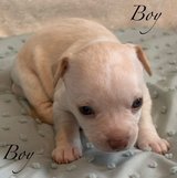 Chihuahua puppies in Lawton, Oklahoma