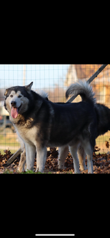 Free senior male Alaskan malamute in Fort Leonard Wood, Missouri