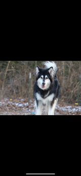 Older female Alaskan malamute for adoption in Fort Leonard Wood, Missouri