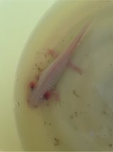 free axolotl in Okinawa, Japan